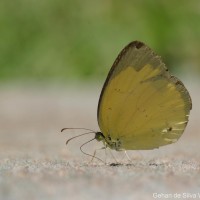 Eurema hecabe Linnaeus, 1764